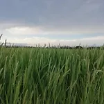 Mas De Chapa
